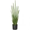 36.5 Inch Fire Retardant Cylindrica Sansevieria: Potted