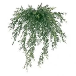 20 Inch Outdoor Sprengerii Bush: Unpotted