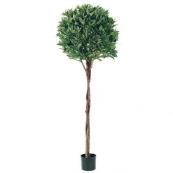 5 Foot Bay Leaf Topiary With Braided Trunk: Limited UV (Set Of 2)
