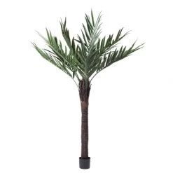 6 Foot Kentia Palm With Natural Trunk: Limited UV