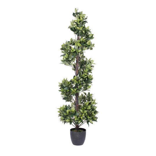 5 Foot Bay Spiral Topiary: Potted